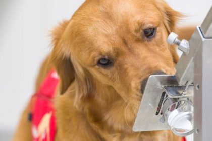 perros entrenando coronavirus